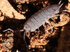 (Powder Blue Isopod) dorsal