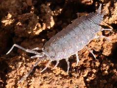 (Powder Blue Isopod) lateral