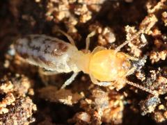 (Long-jawed Desert Termite) dorsal