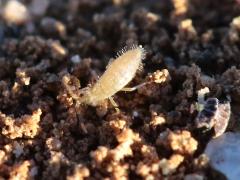 (Cotton Springtail) dorsal