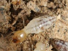 (Long-jawed Desert Termite) dorsal