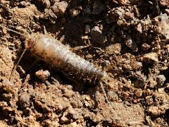 (Lepismatidae Silverfish) dorsal