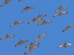 (Sandhill Crane) skein