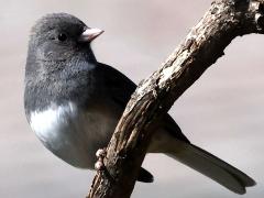 (Dark-eyed Junco) male