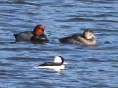 (Redhead) pair