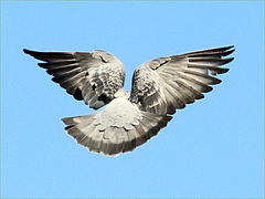 (Feral Pigeon) flapping rear