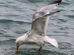 (Herring Gull) flapping