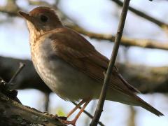 (Veery) perching