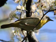 (Common Yellowthroat) female