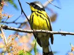 (Magnolia Warbler) male perching