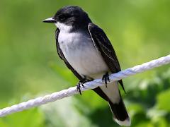 (Eastern Kingbird) perching