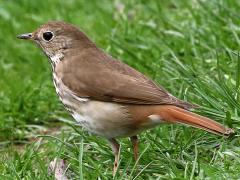 (Hermit Thrush) standing