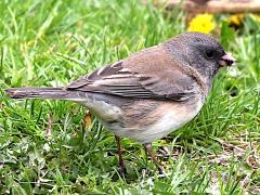 (Dark-eyed Junco) female feeding