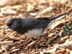 (Dark-eyed Junco) male standing