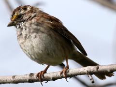 (White-throated Sparrow) perching