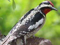 (Yellow-bellied Sapsucker) male rear