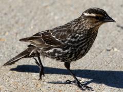 (Red-winged Blackbird) female