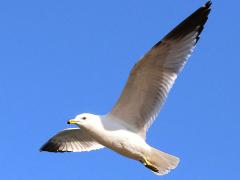 (Ring-billed Gull) gliding