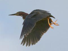 (Green Heron) flying