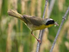 (Common Yellowthroat) male