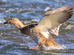 (Mallard) female landing