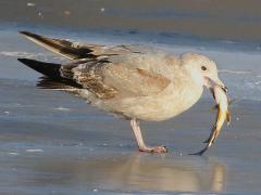 (American Herring Gull catches Freshwater Drum)