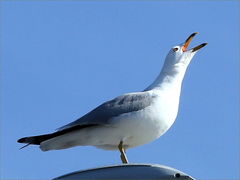 (Ring-billed Gull) calling