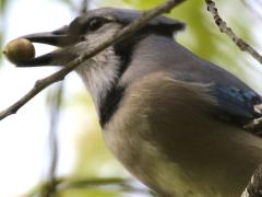 (Blue Jay) holding acorn