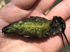 (Ruby-throated Hummingbird) dead