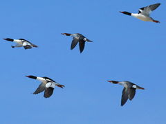 (Common Merganser) flight