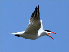 (Caspian Tern) calling