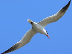 (Caspian Tern) soaring