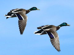 (Mallard) males flying