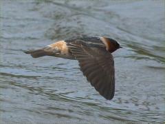 (Cliff Swallow) dorsal