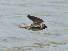 (Cliff Swallow) flight