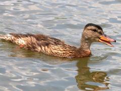 (Mallard) female juvenile calling