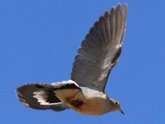 (Mourning Dove) flying