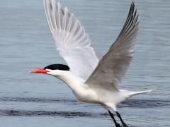 (Caspian Tern) liftoff