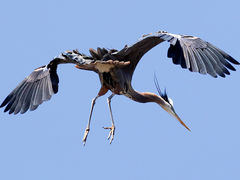 (Great Blue Heron) landing