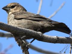 (Brown-headed Cowbird) female