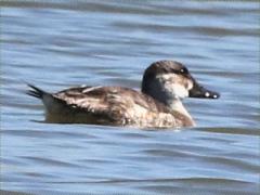 (Ruddy Duck) female