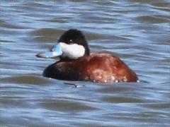 (Ruddy Duck) male