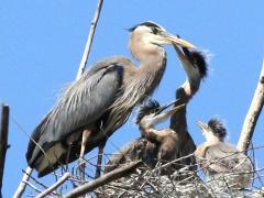 (Great Blue Heron) billing chick