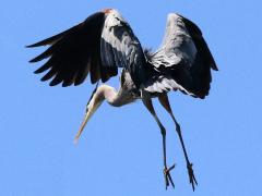 (Great Blue Heron) landing