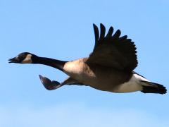 (Canada Goose) calling