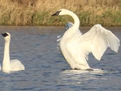 (Trumpeter Swan) flap