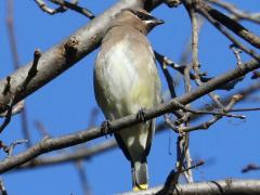 (Cedar Waxwing) perching