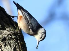 (White-breasted Nuthatch) female feeding