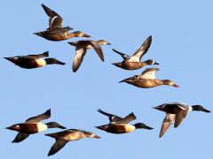 (Northern Shoveler) flight