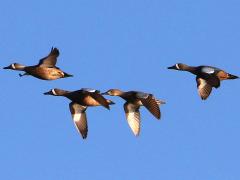 (Blue-winged Teal) flight